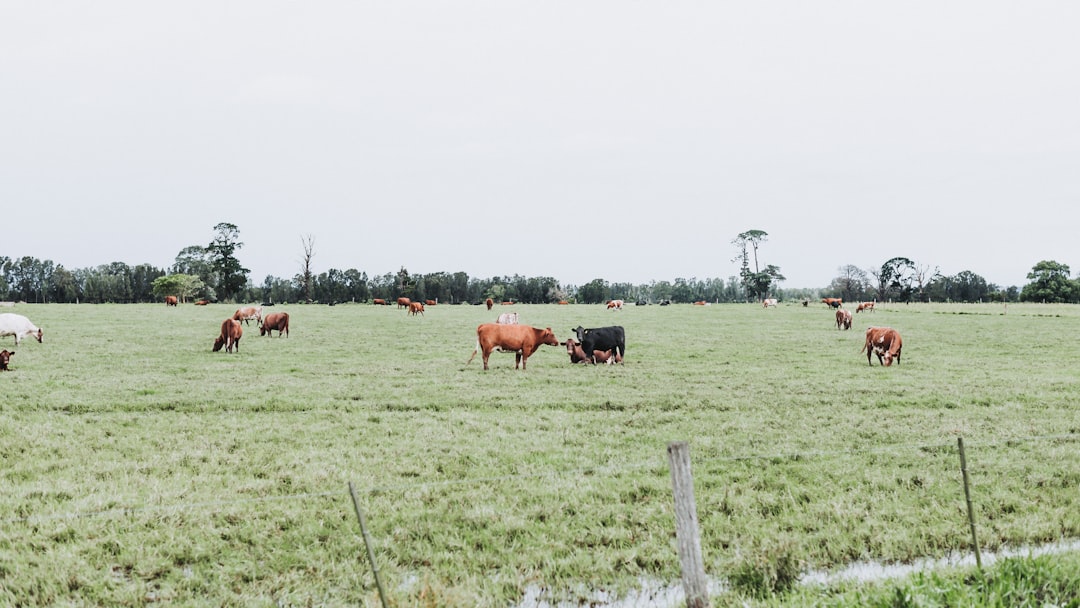 Ganadería bovina
